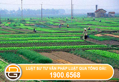 Luat-su-tu-van-ve-giai-quyet-tranh-chap-dat-dai