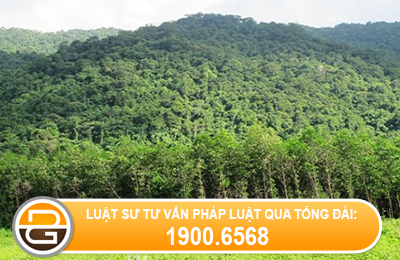 boi-thuong-doi-voi-cay-trong-vat-nuoi-tren-dat