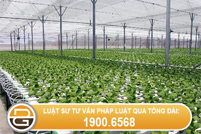 chuyen-muc-dich-su-dung-dat-trong-lua-sang-xay-nha-kinh-trong-rau-sach