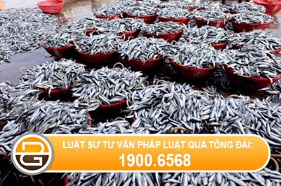khai-thac-thuy-san-ngoai-vung-bien-Viet-Nam