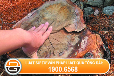 pha-hoai-cay-xanh-thuoc-so-huu-cua-nha-nuoc-bi-xu-phat-the-nao.jpg