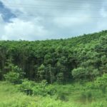 Những biện pháp về tổ chức thực hiện trong việc phát triển rừng