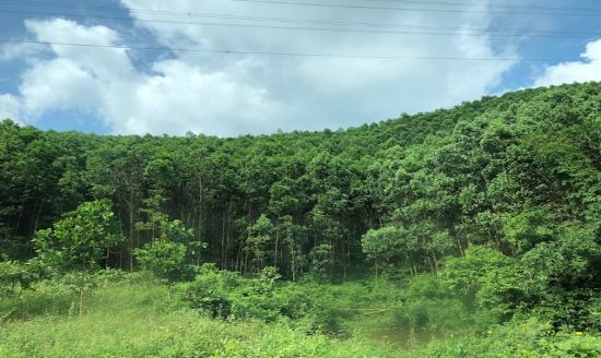Những biện pháp về tổ chức thực hiện trong việc phát triển rừng