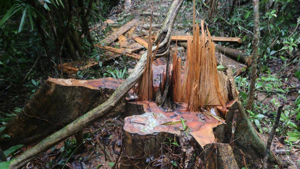 Xử phạt hành chính đối với hành vi khai thác gỗ trái phép