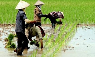 Tổng hợp 7 đất lúa nước còn lại hay nhất, đừng bỏ qua 18 Đất trồng lúa nước còn lại là gì? Trách nhiệm sử dụng đất trồng lúa?