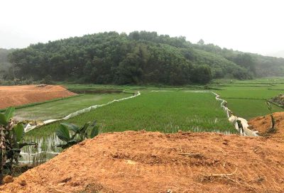 dieu-kien-trinh-tu-thu-tuc-chuyen-dat-trong-lua-sang-dat-trong-cay-lau-nam
