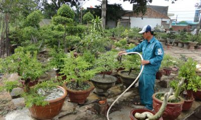 mau-hop-dong-cung-cap-dich-vu-cham-soc-cay-canh-tia-cay-xanh