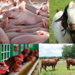 Mẫu 03.ĐKCN: Hướng dẫn đánh giá điều kiện thực tế của cơ sở chăn nuôi