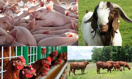 Mẫu 03.ĐKCN: Hướng dẫn đánh giá điều kiện thực tế của cơ sở chăn nuôi