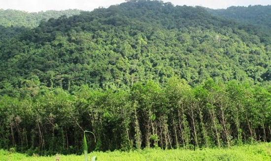 Đất rừng phòng hộ là gì? Cách chuyển đổi sang rừng sản xuất?