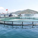 Mẫu giấy phép nuôi trồng thủy sản trên biển (31.NT) mới nhất