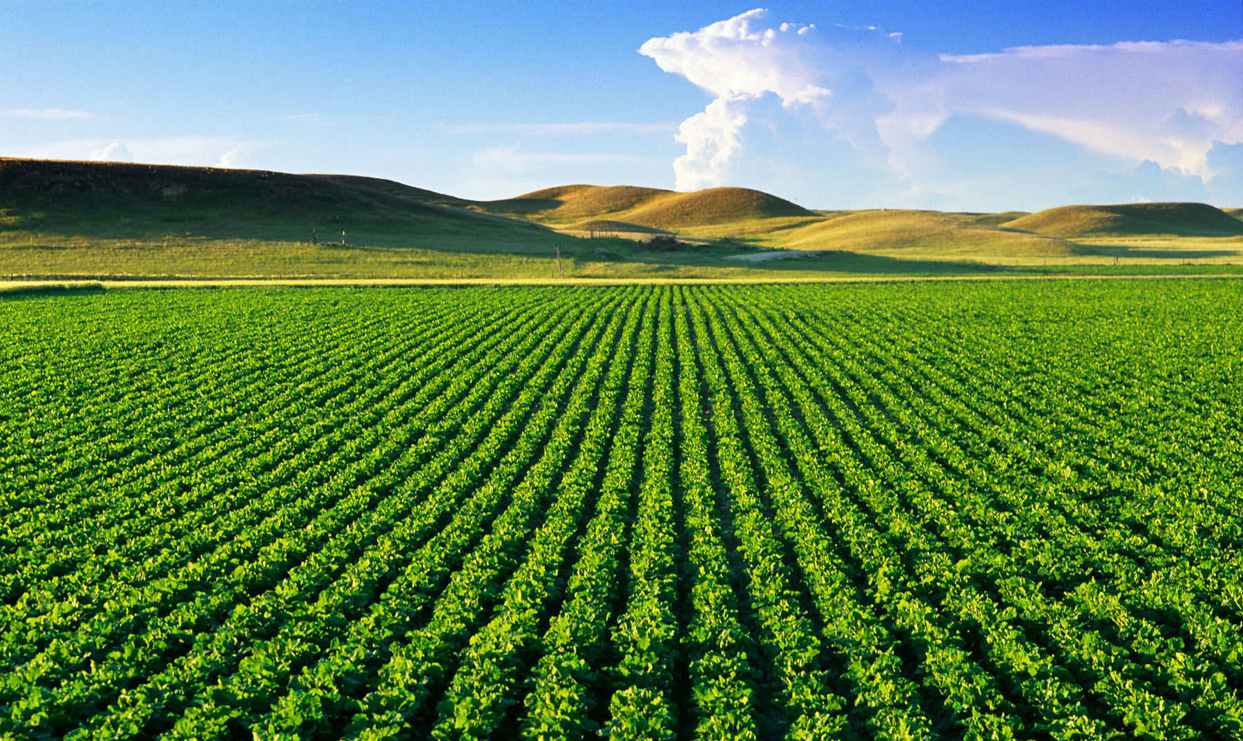 Điều kiện chuyển nhượng đất nông nghiệp? Thủ tục chuyển nhượng đất trồng lúa?