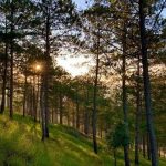 Định giá rừng là gì? Các trường hợp và phương pháp định giá?