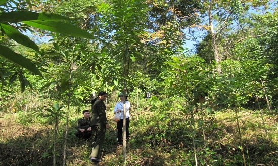 Nhiệm vụ, nguyên tắc hoạt động quỹ bảo vệ và phát triển rừng