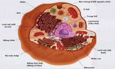 Tế bào nhân thực là gì Thành phần chính và các đặc điểm