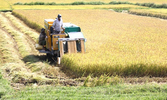 Nông thôn là gì? Nội dung, giải pháp xây dựng nông thôn mới?