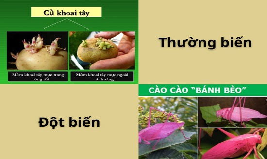 Đột biến là gì? Phân biệt thường biến và đột biến đầy đủ nhất?