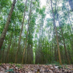 Trường hợp Nhà nước thu hồi rừng? Có được bồi thường không?