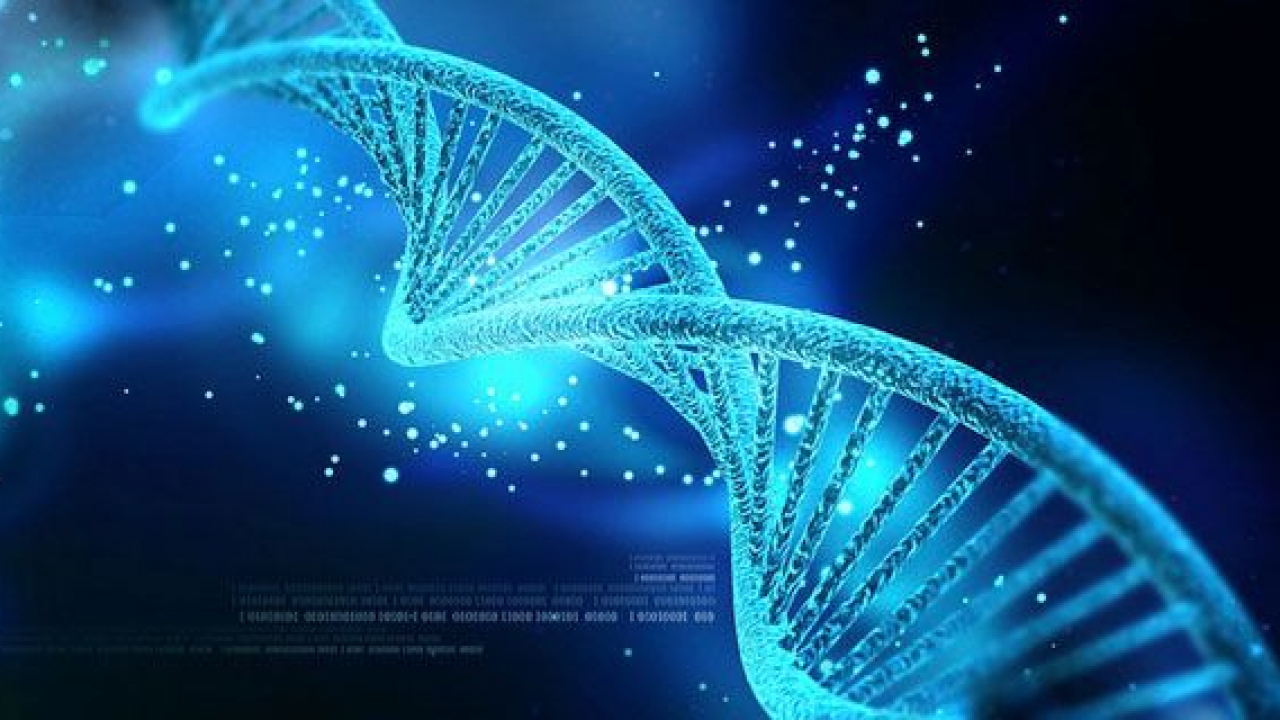 ADN (Axit deoxyribonucleic) là gì?
