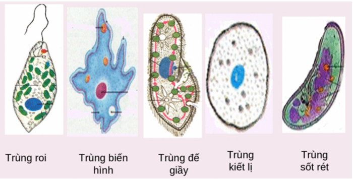 Hãy dựa vào hình 42 diễn đạt bằng lời 6 bước sinh sản phân đôi của trùng  roi xanh  SGK Sinh lớp 7