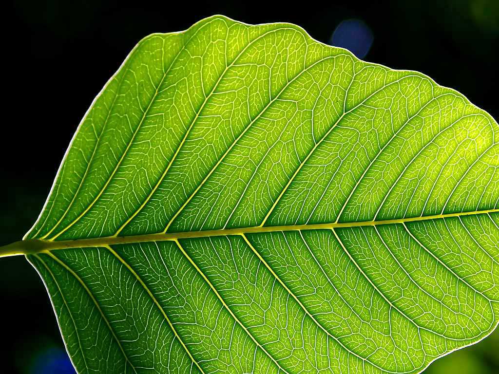 Những đặc điểm cấu tạo của lá cây góp phần quan trọng như thế nào trong quá trình quang hợp?
