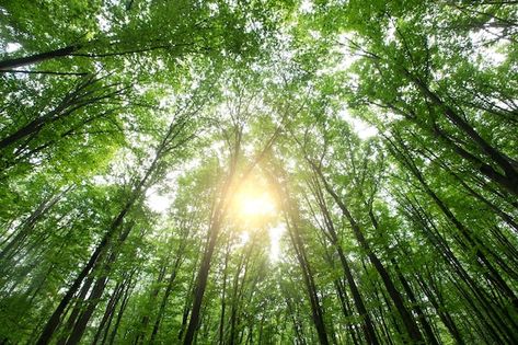 Rừng là gì? Vai trò của rừng? Nguyên tắc bảo vệ, phát triển rừng?