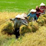 Chia thừa kế đất nông nghiệp: Điều kiện nhận và thủ tục?