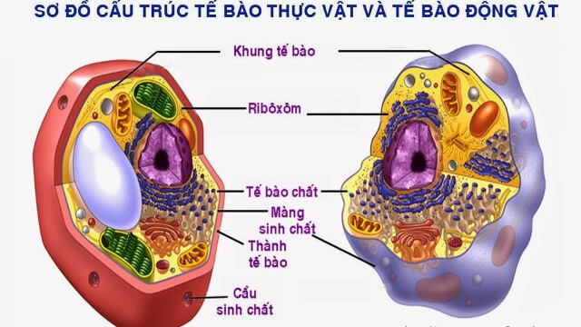 ảnh chủ đề