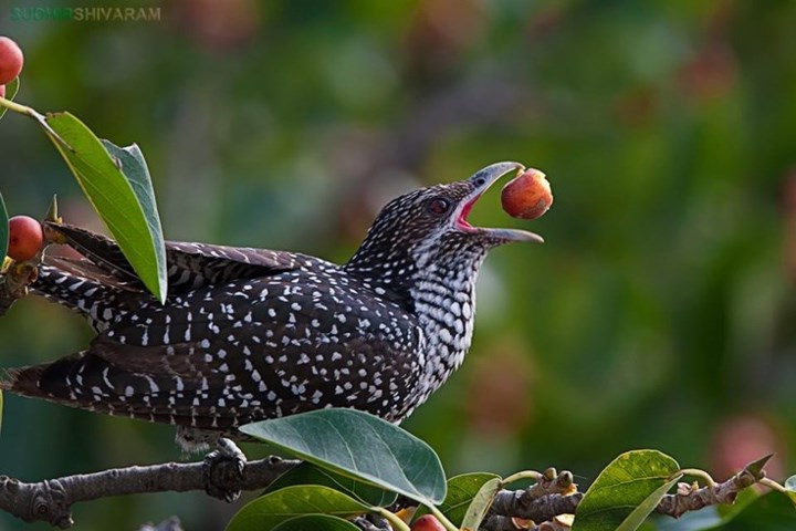 ảnh chủ đề