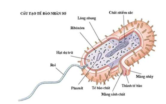 ảnh chủ đề