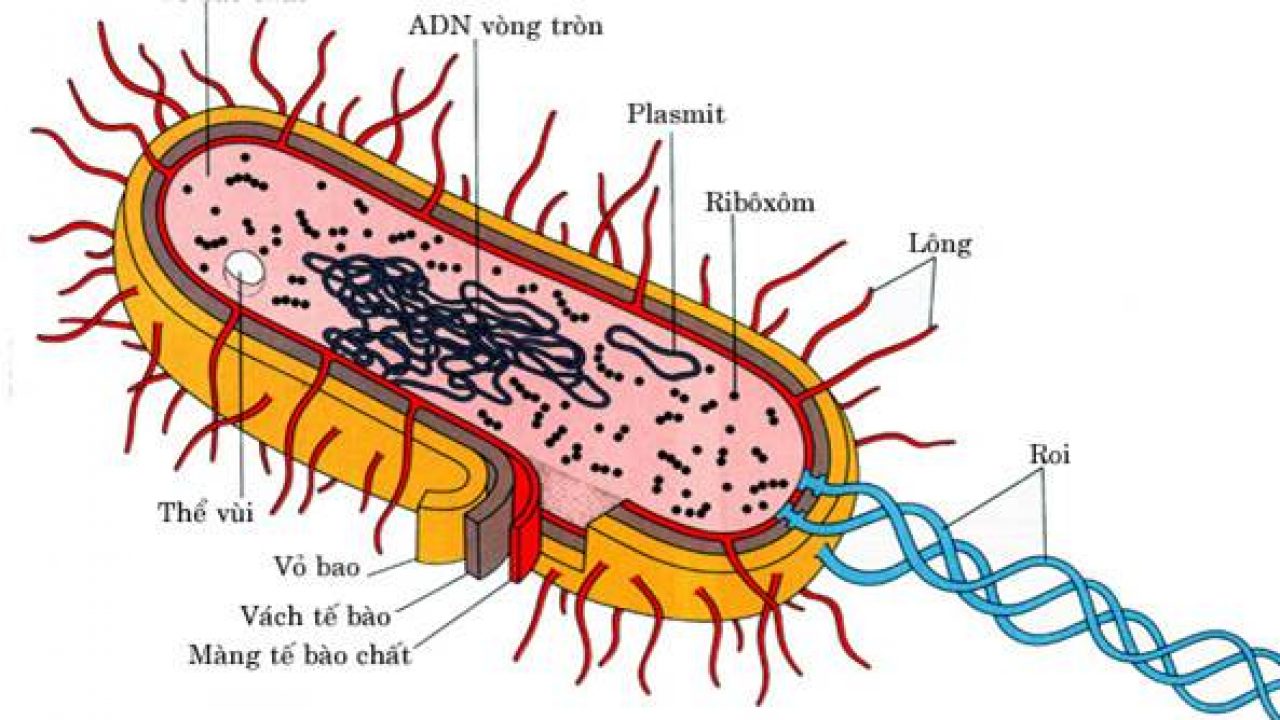 ảnh chủ đề