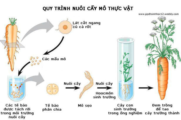 ảnh chủ đề