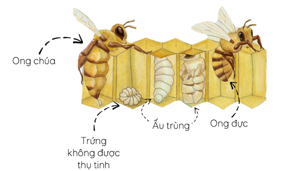 ảnh chủ đề