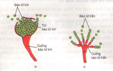 ảnh chủ đề