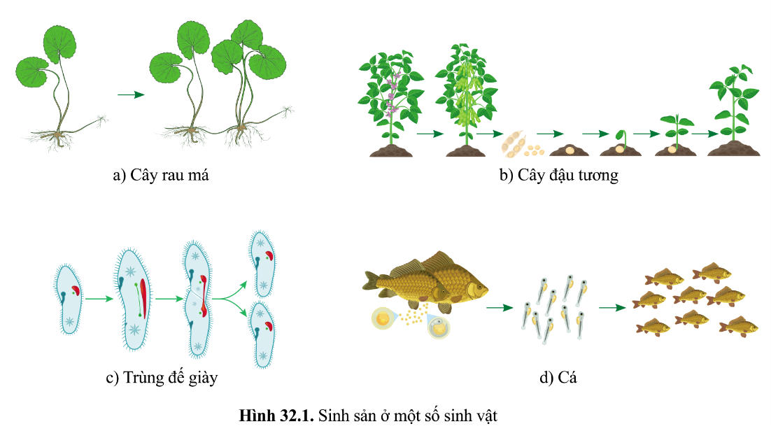 ảnh chủ đề