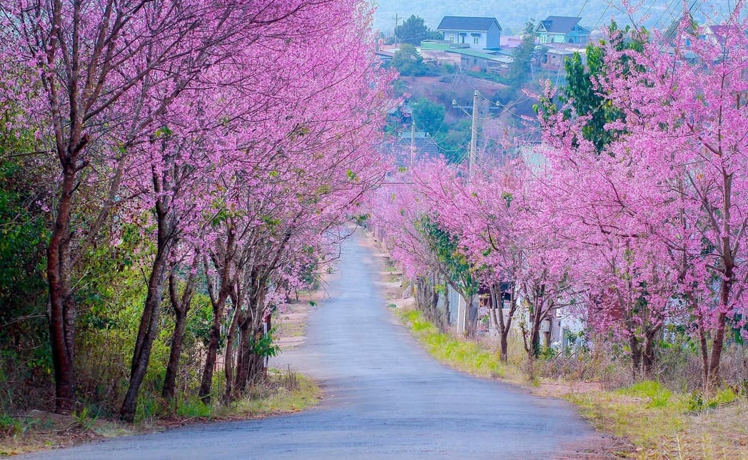 ảnh chủ đề