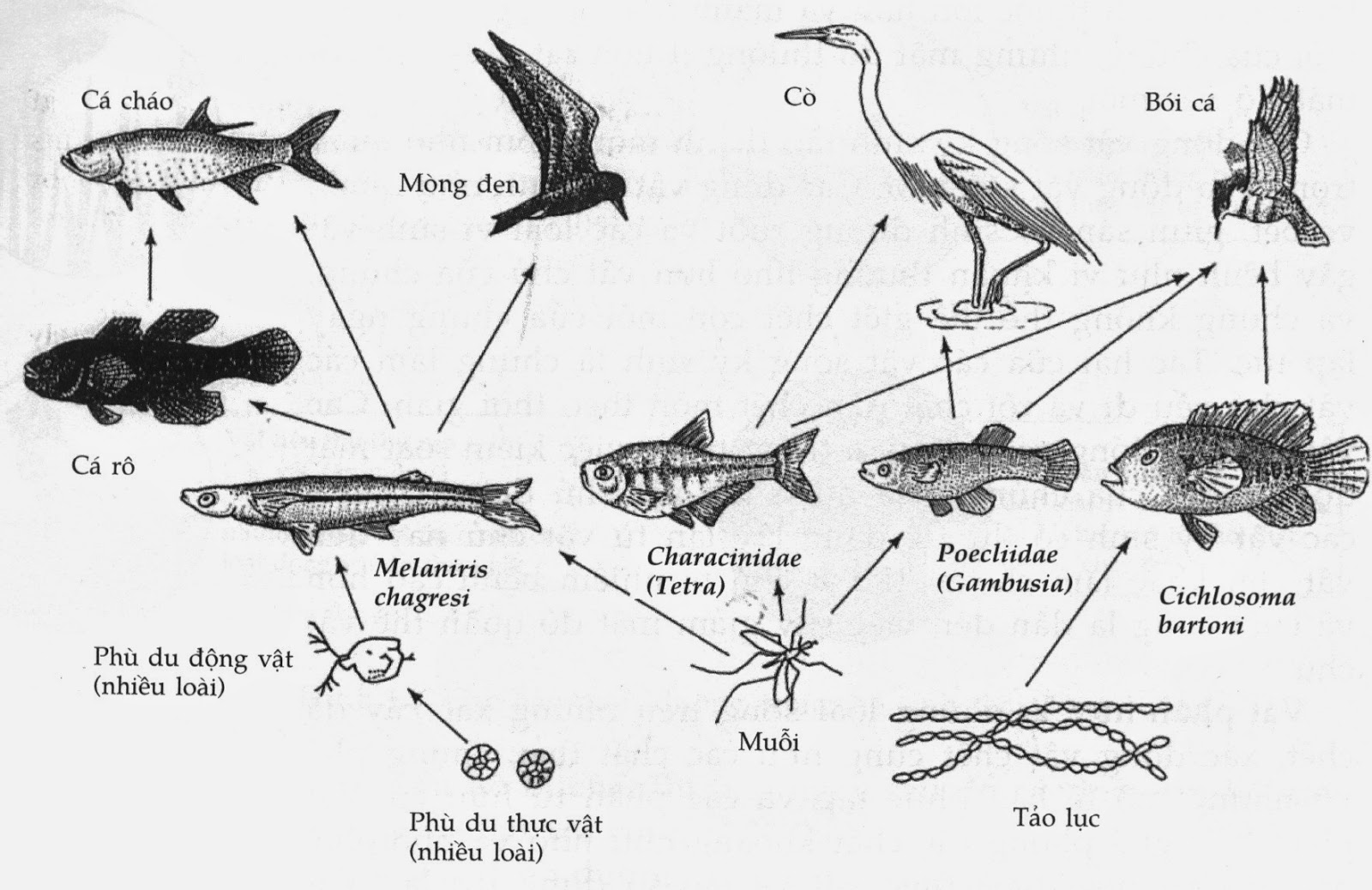 ảnh chủ đề