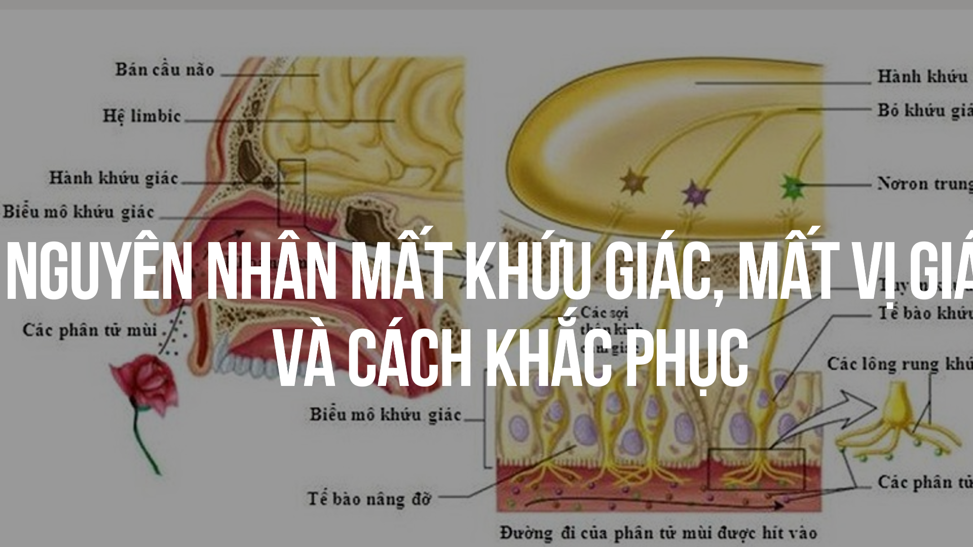 ảnh chủ đề