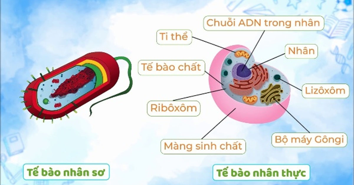 ảnh chủ đề