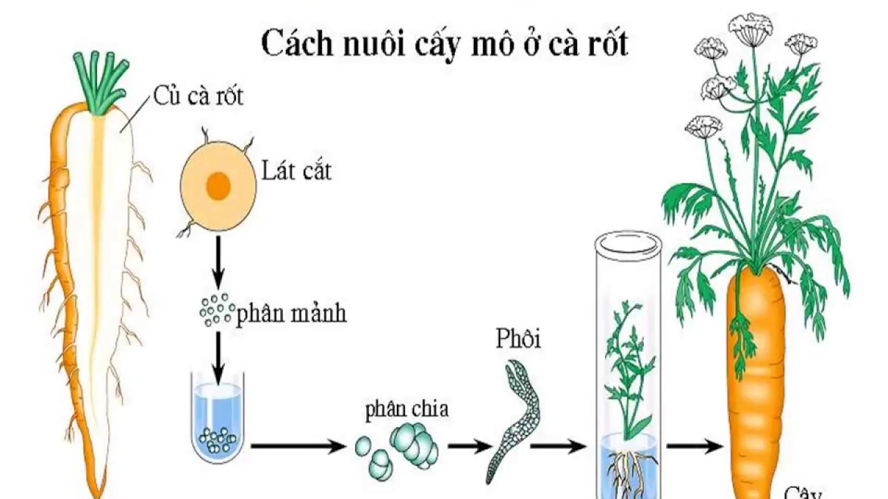 ảnh chủ đề