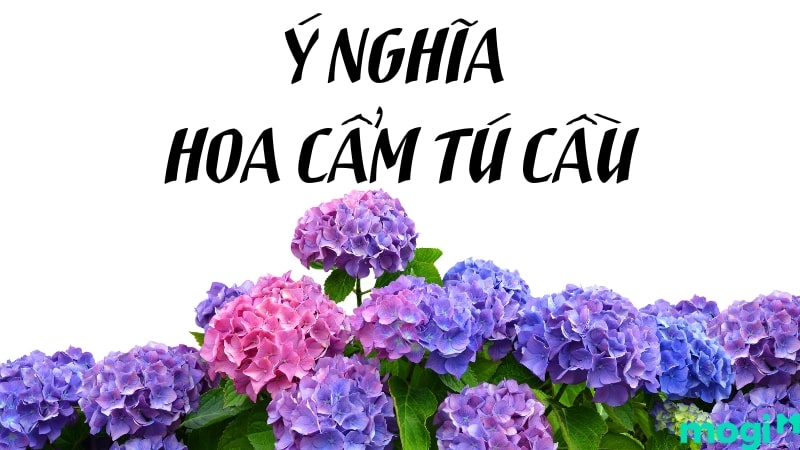 ảnh chủ đề