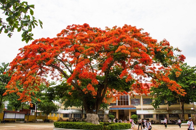 ảnh chủ đề