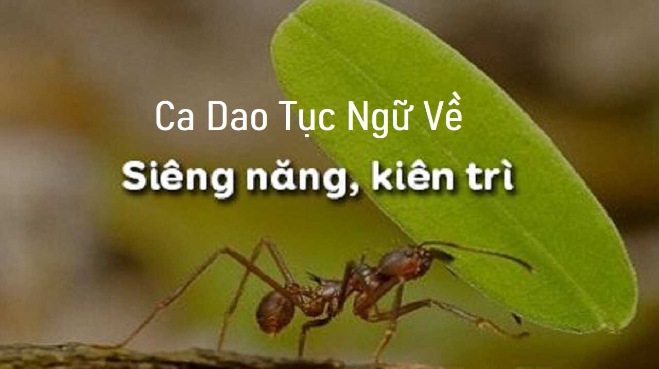 ảnh chủ đề