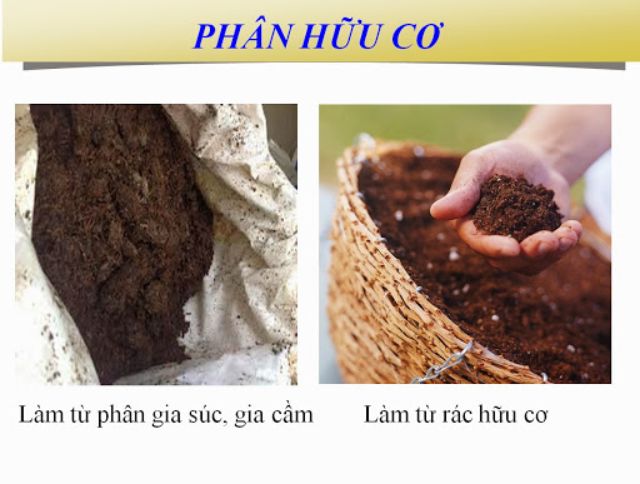 ảnh chủ đề