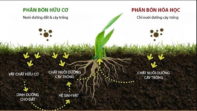 ảnh chủ đề