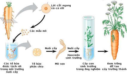 ảnh chủ đề