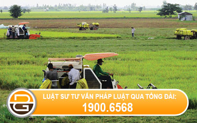 su-khac-biet-giua-thanh-vien-cong-ty-va-xa-vien-hop-tac-xa