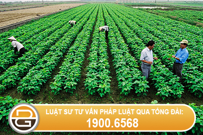 co-duoc-xay-dung-nha-o-tren-dat-trong-cay-lau-nam-khac-khong-