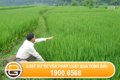 dao-dat-ruong-co-vi-pham-phap-luat-khong