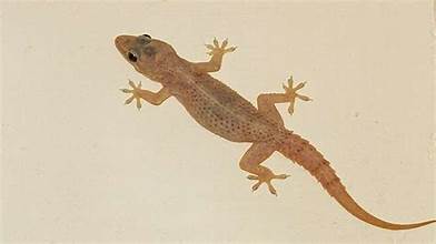 ảnh chủ đề